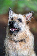 Cute mixed breed dog with beautiful bokeh outdoors.