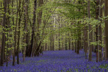 Naklejka na ściany i meble Beautiful soft spring light in bluebell forest in English countryside during calm mornng