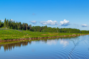 Forest on the coast of the river