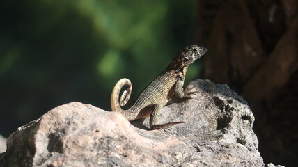Cuban lizard with a rounded tail seating on a rock with green backgound