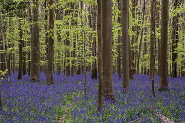 Fototapeta na wymiar Beautiful soft spring light in bluebell forest in English countryside during calm mornng