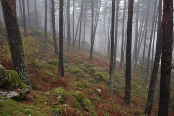 Obraz premium Niebla en el bosque de Canencia