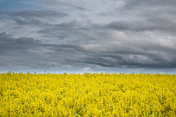 Beautiful moody agricultural canola rapeseed field in English countryside landscape on Spring morning