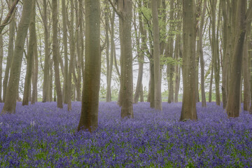 Fototapeta na wymiar Lovely soft Spring light in bluebell woodland with vibrant colors and dense beech trees landscape