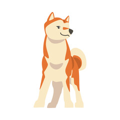 Shiba Inu as Japanese Breed of Hunting Dog with Prick Ears and Curled Tail in Standing Pose Vector Illustration