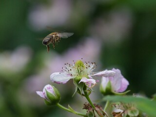 Fototapeta premium Biene Anflug