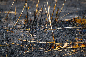 Burnt dry grass on the field close-up
