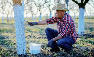 Orcharding. Farmer working in the garden, covering the tree with white paint. Agricultural concept