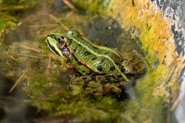 frosch Seitenansicht