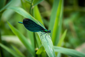 Prachtlibelle