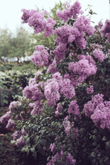 flowers in the garden