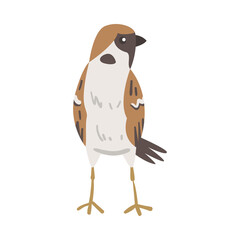 Sparrow as Brown and Grey Small Passerine Bird with Short Tail Standing Vector Illustration