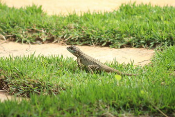 Naklejka premium Calango