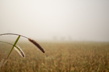 Dew drops during heavy mist an early morning in Myanmar