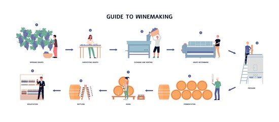 Guide to winemaking process - from ripening grapes to natural wine.