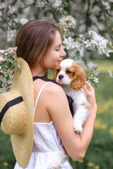 beautiful girl in a hat with a dog cavalier king charles spaniel near a blossoming apple tree
