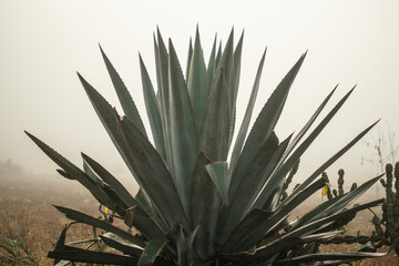 Fototapeta premium A single agave plant in the heavy early morning mist