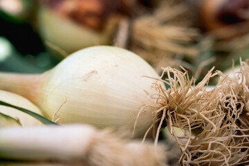 Farmers Market Onion