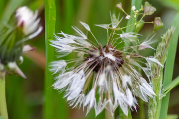 Dandelion seeds after rain in close-up macro view as raw material for rubber and gum production to produce car tires as environmental friendly and sustainable resource agricultural alternative to oil
