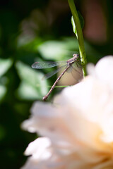 Garden Dragonfly