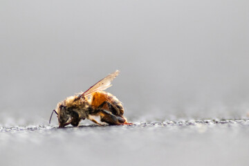 Dead bee on the ground poisoned or infected by varroa-mite disease or insecticides kills the beneficial organisms and is a global danger for pollination and food production extinction by bee death