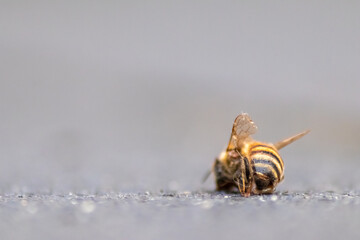 Dead bee on the ground poisoned or infected by varroa-mite disease or insecticides kills the...