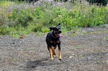 Perros negros en campo de primavera