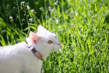 White fluffy cat walks in the spring.