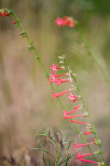 Scarlet Gilia Wildflowers