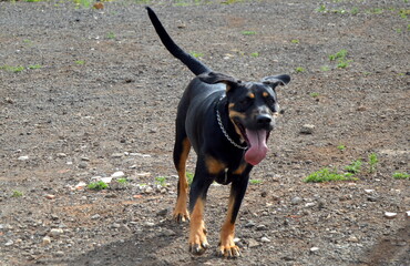 Perros negros en campo de primavera