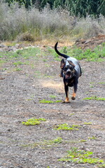 Perros negros en campo de primavera
