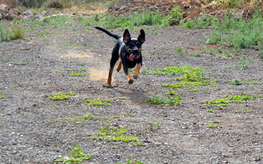 Perros negros en campo de primavera
