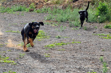 Perros negros en campo de primavera