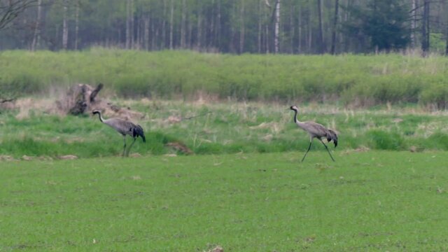 two cranes walking on the meadow