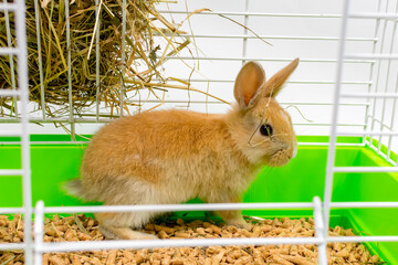 Red-eared rabbit on in a cage. A beautiful pet. Fluffy animal, fur. Home, joy.