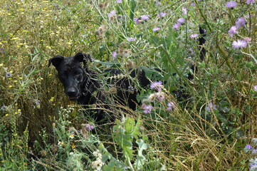Perros negros en campo de primavera
