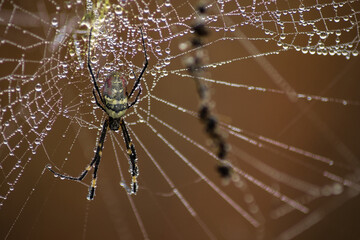 A spider in its spider web with dew rain drops, Myanmar