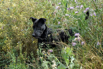 Perros negros en campo de primavera