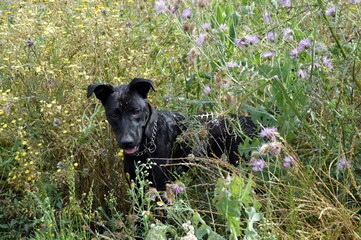 Perros negros en campo de primavera