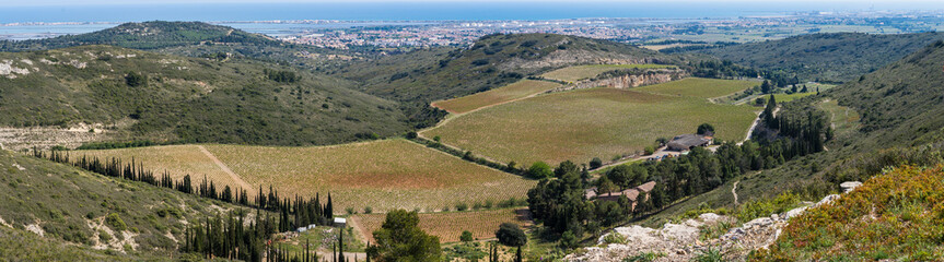 Fototapeta na wymiar panorama sur des vignes au bord du littoral méditerranée