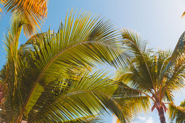 Fototapeta premium Coconut palm leaves are under blue sky