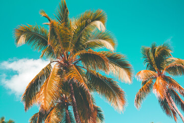 Fototapeta na wymiar Coconut palm trees are under blue sky