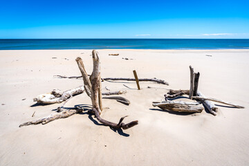 Fototapeta na wymiar du bois mort sur une plage de sable blanc et une mer bleu azur