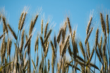 Rye growing against the blue sky in Myanmar
