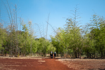 Obraz premium Backpackers walk into a bamboo forest, Myanmar