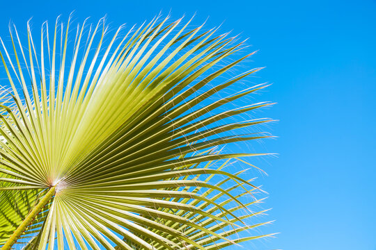 Green palm tree leaf is under blue sky