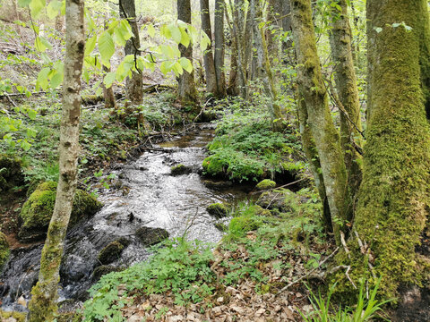 Bach durch den Wald