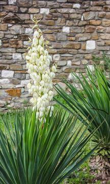 Yucca filamentosa .  Common names: Adam's needle, bayonet, bear-grass, needle-palm, silk-grass, and spoon-leaf yucca...