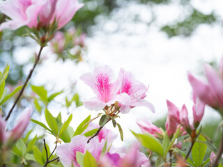 冨士山公園、咲き始めたツツジの花