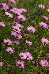 Fototapeta premium A field of Pink Dimorphotheca ecklonis or Cape daisy flowers in a park